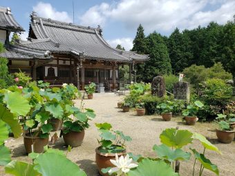 【教えてガイドさん】地蔵院青蓮寺を巡る散策コース